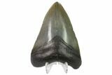 Fossil Megalodon Tooth - South Carolina #130808-2